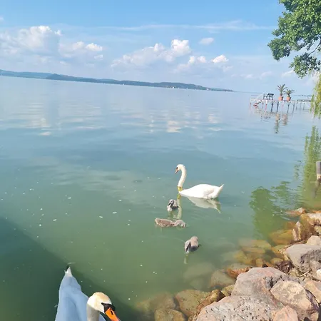 Flamingó Balatonszárszó