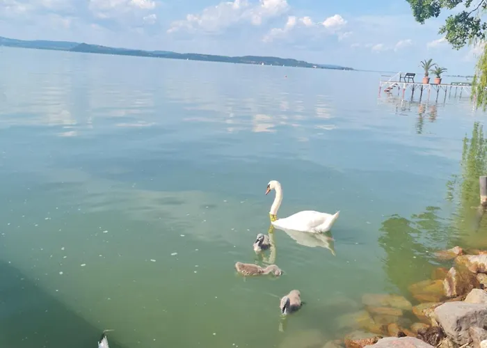 Flamingo Balatonszarszo